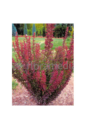 Berberys Thunberga 'Red Pillar' | Berberis thunbergii