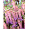 Oregano 'Amethyst Falls' Origanum