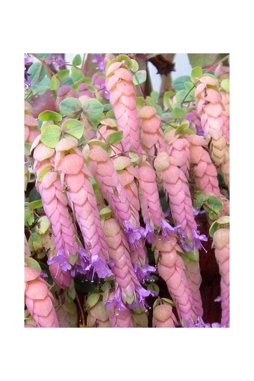 Oregano 'Amethyst Falls' Origanum