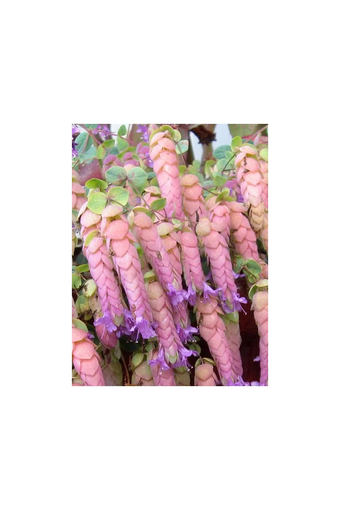 Oregano 'Amethyst Falls' Origanum