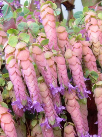 Oregano 'Amethyst Falls' Origanum