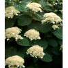 Hortensja drzewiasta 'White Dome' | Hydrangea arborescens