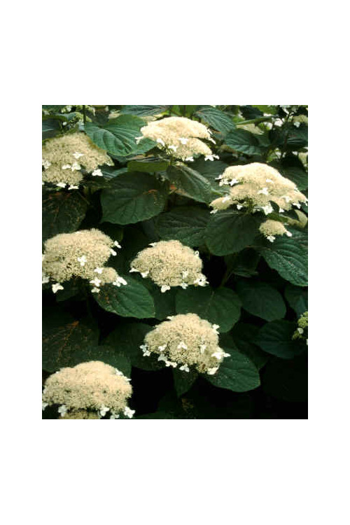 Hortensja drzewiasta 'White Dome' | Hydrangea arborescens