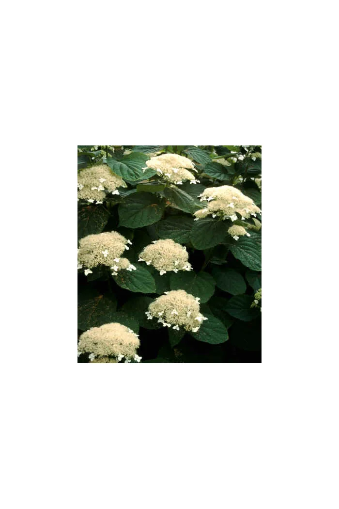 Hortensja drzewiasta 'White Dome' | Hydrangea arborescens