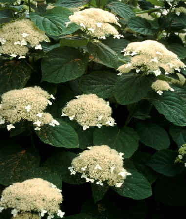 Hortensja drzewiasta 'White Dome' | Hydrangea arborescens