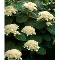 Hortensja drzewiasta 'White Dome' | Hydrangea arborescens