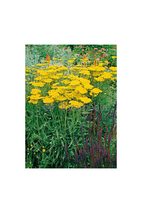 Krwawnik wiązówkowaty 'Coronation Gold' Achillea filipendulina