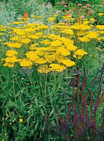 Krwawnik wiązówkowaty 'Coronation Gold' Achillea filipendulina
