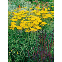 Krwawnik wiązówkowaty 'Coronation Gold' Achillea filipendulina
