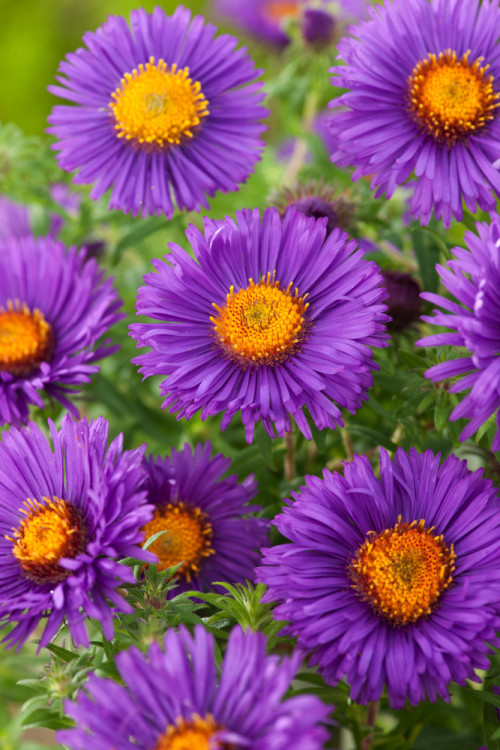 Aster nowoangielski 'Purple Dome' | Aster novae-angliae