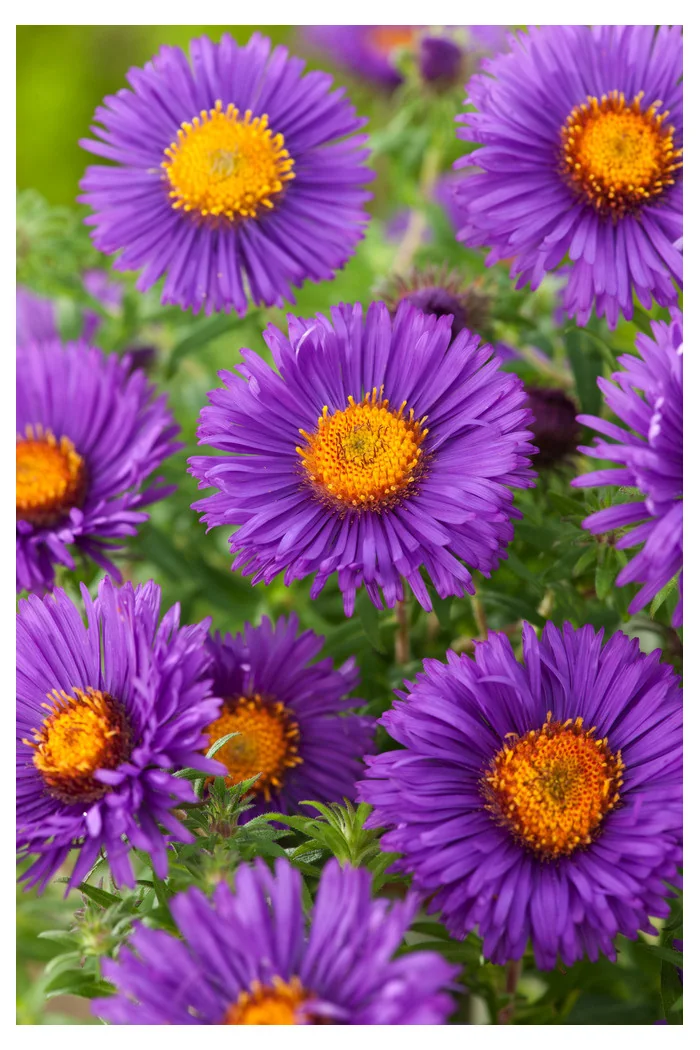 Aster nowoangielski 'Purple Dome' | Aster novae-angliae