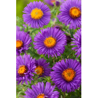 Aster nowoangielski 'Purple Dome' | Aster novae-angliae