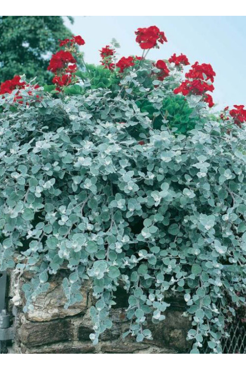 Gnafalium (Kocanki) 'Silver' div class'lat' Helichrysum petiolara /div