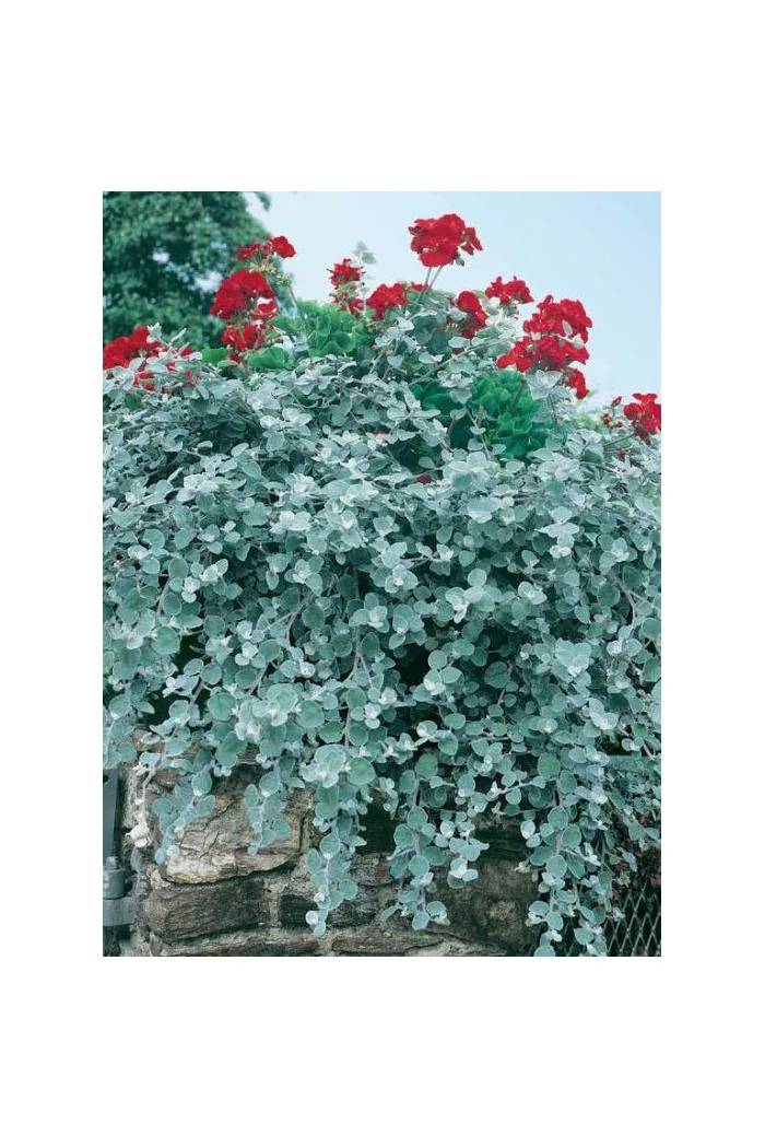 Gnafalium (Kocanki) 'Silver' div class'lat' Helichrysum petiolara /div