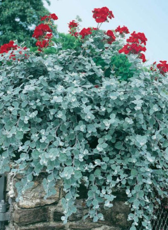 Gnafalium (Kocanki) 'Silver' div class'lat' Helichrysum petiolara /div