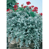 Gnafalium (Kocanki) 'Silver' div class'lat' Helichrysum petiolara /div