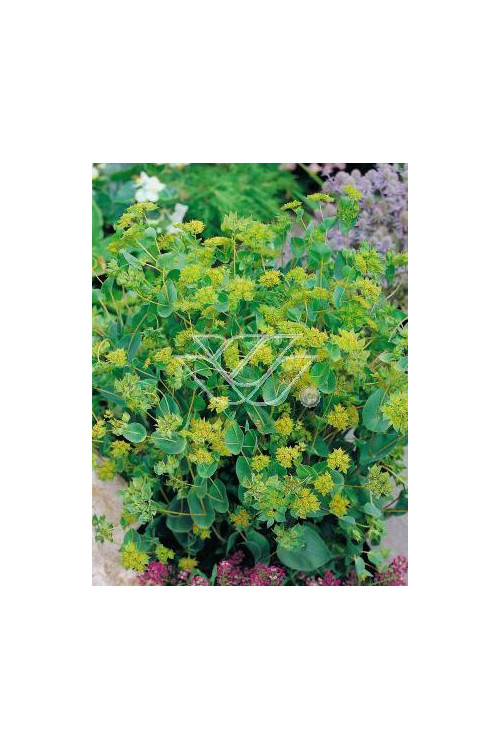 Przewiercień jaskrowaty Bupleurum ranunculoides