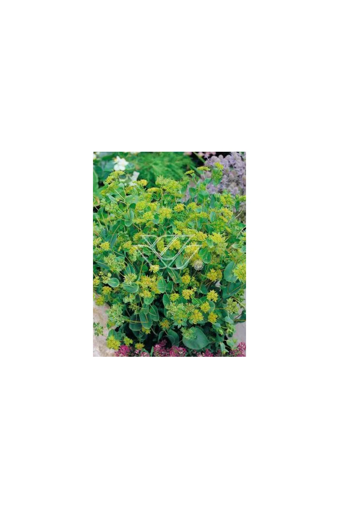 Przewiercień jaskrowaty Bupleurum ranunculoides