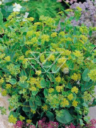 Przewiercień jaskrowaty Bupleurum ranunculoides