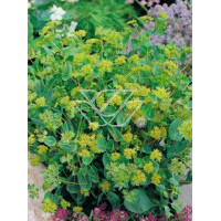 Przewiercień jaskrowaty Bupleurum ranunculoides