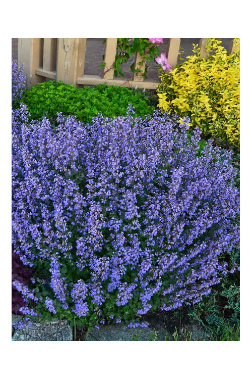 Kocimiętka Faassena 'Purrsian Blue' | Nepeta faassenii