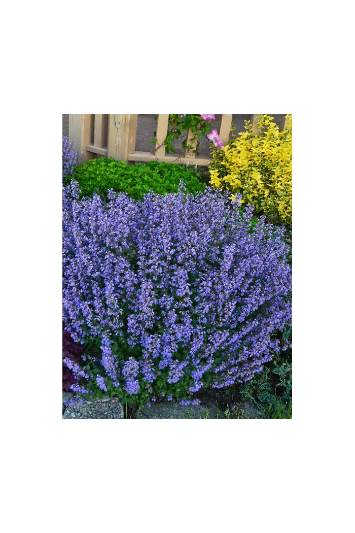 Kocimiętka Faassena 'Purrsian Blue' | Nepeta faassenii