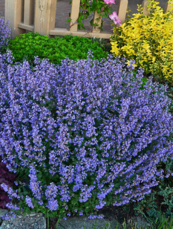 Kocimiętka Faassena 'Purrsian Blue' | Nepeta faassenii