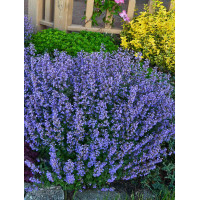 Kocimiętka Faassena 'Purrsian Blue' | Nepeta faassenii
