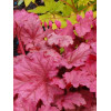 Żurawka 'Berry Smoothie'| Heuchera