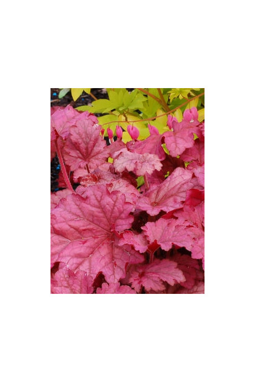 Żurawka 'Berry Smoothie'| Heuchera