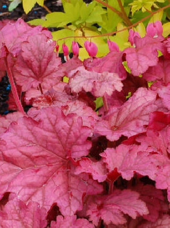 Żurawka 'Berry Smoothie'| Heuchera