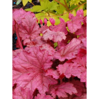 Żurawka 'Berry Smoothie'| Heuchera