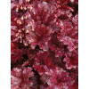 Żurawka 'Berry Marmalade' | Heuchera