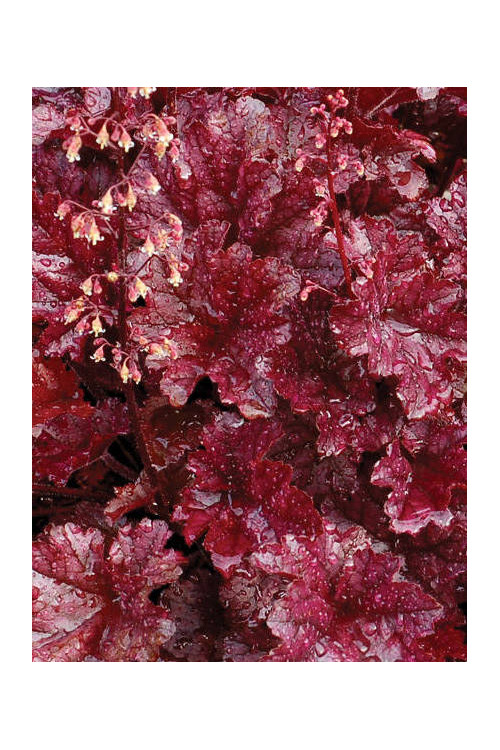 Żurawka 'Berry Marmalade' | Heuchera