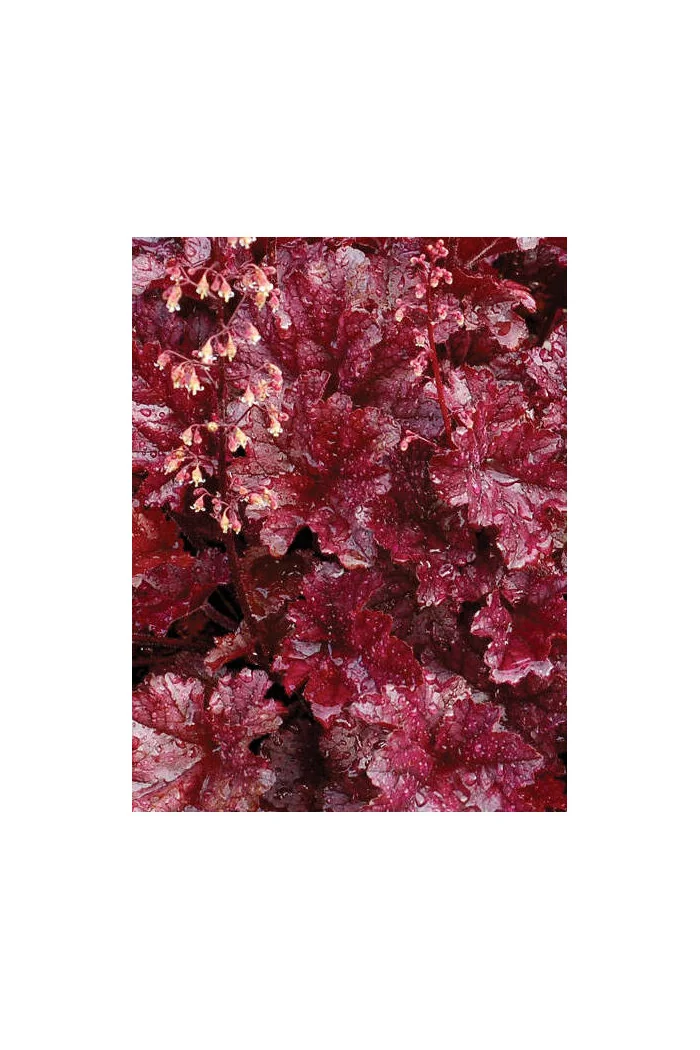 Żurawka 'Berry Marmalade' | Heuchera