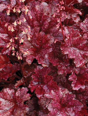 Żurawka 'Berry Marmalade' | Heuchera