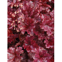 Żurawka 'Berry Marmalade' | Heuchera