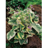 Brunnera sercolistna | 'Variegata' Brunnera
