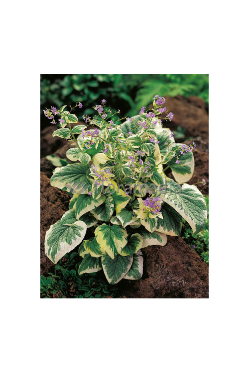 Brunnera sercolistna | 'Variegata' Brunnera
