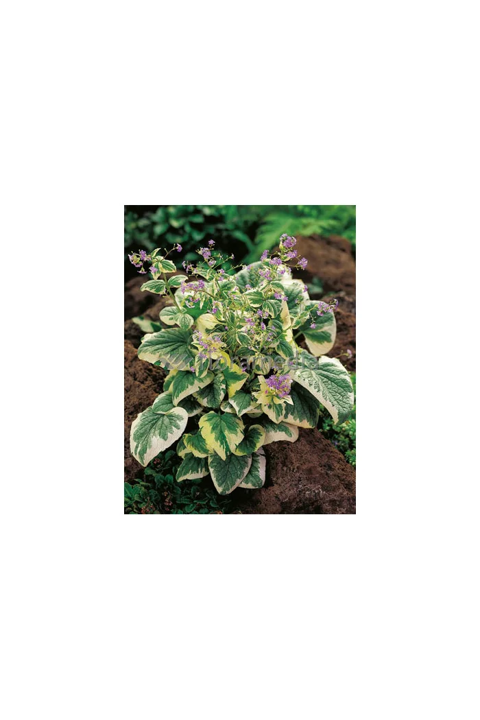 Brunnera sercolistna | 'Variegata' Brunnera