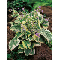 Brunnera sercolistna | 'Variegata' Brunnera