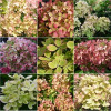 Hortensja bukietowa 'Pastelgreen' | Hydrangea paniculata