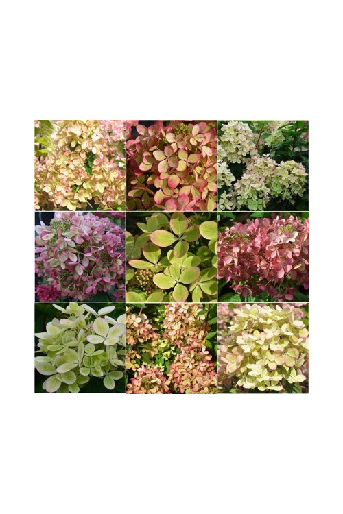 Hortensja bukietowa 'Pastelgreen' | Hydrangea paniculata