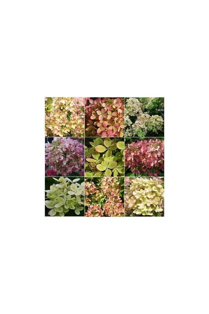 Hortensja bukietowa 'Pastelgreen' | Hydrangea paniculata