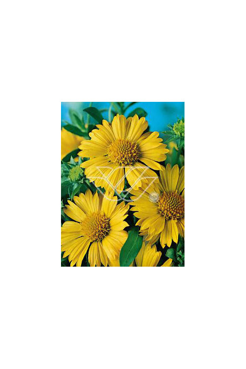 gailardia, gaillardia, Gailardia oścista 'Amber Wheels', Gaillardia aristata