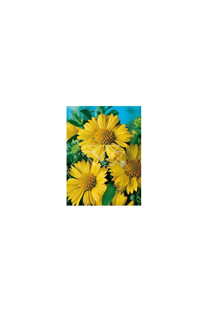 gailardia, gaillardia, Gailardia oścista 'Amber Wheels', Gaillardia aristata