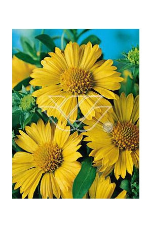 gailardia, gaillardia, Gailardia oścista 'Amber Wheels', Gaillardia aristata