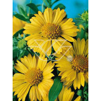 gailardia, gaillardia, Gailardia oścista 'Amber Wheels', Gaillardia aristata