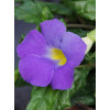 Tunbergia wzniesiona 'Blu' Thunbergia erecta