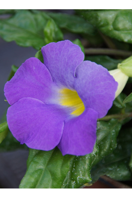 Tunbergia wzniesiona 'Blu' Thunbergia erecta